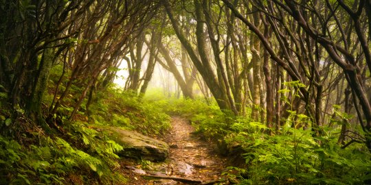 Cara Menjaga Lingkungan dengan Baik dan Sehat, Tanam Pohon hingga Hemat Air