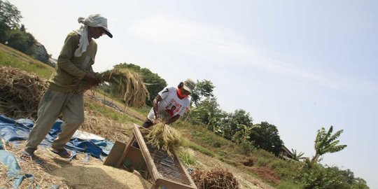 Harga Beras Mulai Merangkak Naik di Oktober 2021