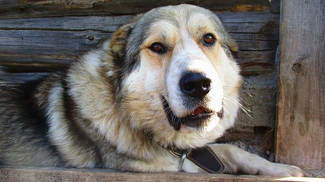 ilustrasi anjing caucasian shepherd