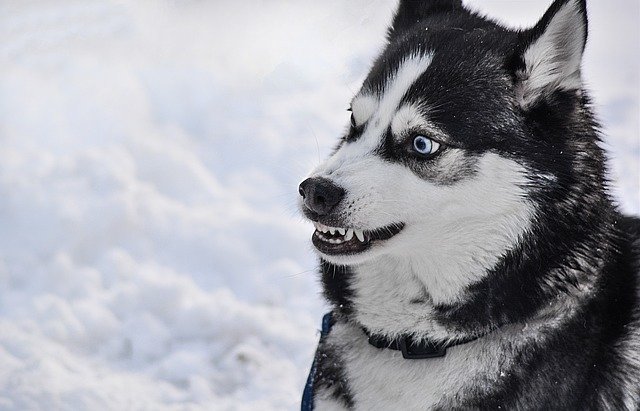 ilustrasi anjing siberian husky