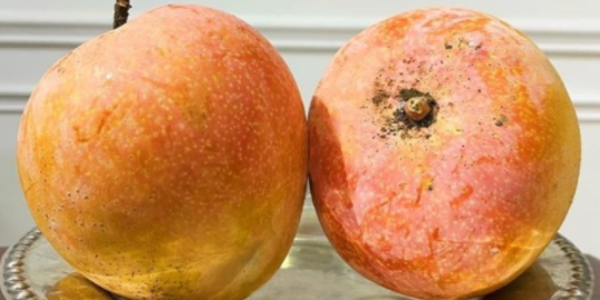 Berat Capai 2 Kg dan Warnanya Cantik, Ini Potret Mangga Agrimania Kediri