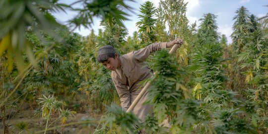 Potret Anak Afghanistan Bekerja di Ladang Ganja