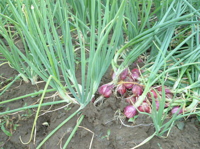 Berhasil Panen Bawang Merah Kualitas Bagus, Cara Petani Kediri Ini