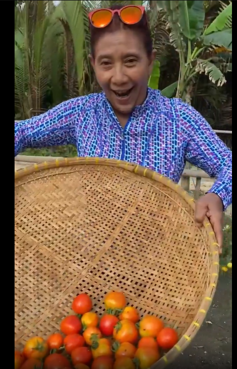 eks menteri jokowi yang nyentrik panen tomat di kampung