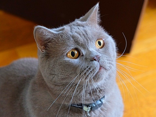 kucing british shorthair