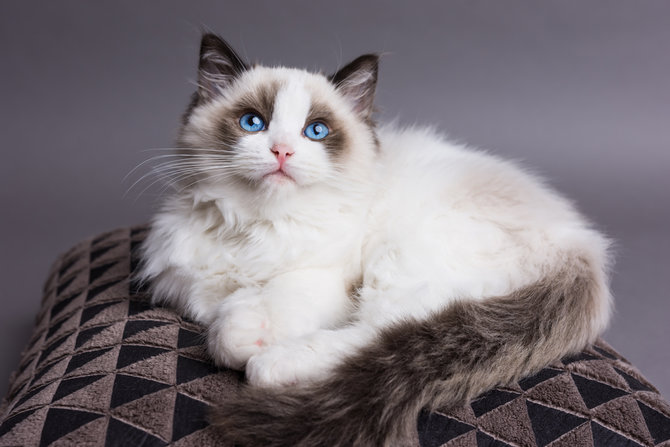 punya kemiripan warna dan pola bulu ini beda kucing ragdoll dan siam