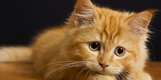 5 Obat Cacing Kucing Ampuh dan Efektif, Ketahui Cara Pakainya