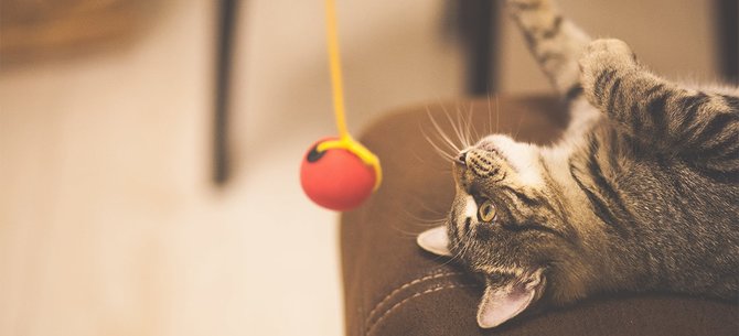 5 Obat Cacing Kucing Ampuh dan Efektif, Ketahui Cara Pakainya 