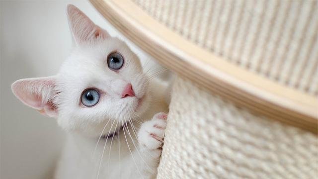 kucing albino