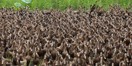 Korupsi Pengadaan Bebek Rp4,2 M, Eks Kadis Pertanian Aceh Tenggara Jadi Tersangka