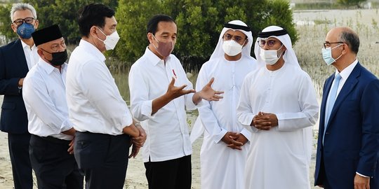 Saat Jokowi Tinjau Hutan Mangrove di Abu Dhabi