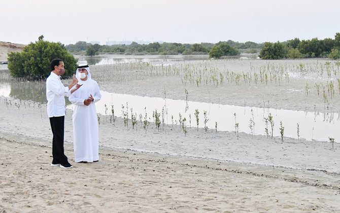 presiden jokowi meninjau hutan mangrove di abu dhabi