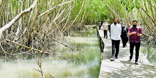 Kejar Target Bebas Emisi Karbon, Pemerintah Andalkan Lahan Gambut dan Mangrove