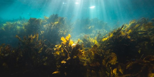 Laris di Dunia, ini Daftar Produk yang Bisa Dihasilkan dari Rumput Laut Indonesia