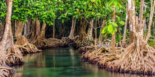 345.990 Hektare Hutan Mangrove di Sumsel Kritis Akibat Tambak dan Pencurian Kayu