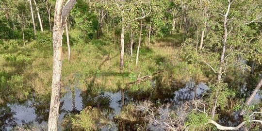Walhi Ungkap Deforestasi Terselubung Pesat, Desak Pemerintah Moratorium Hutan