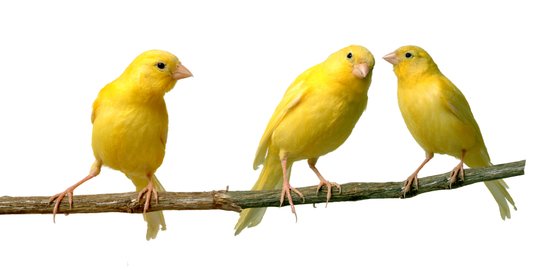 7 Makanan Burung Kenari agar Rajin Berkicau, Simpel dan Mudah Didapat