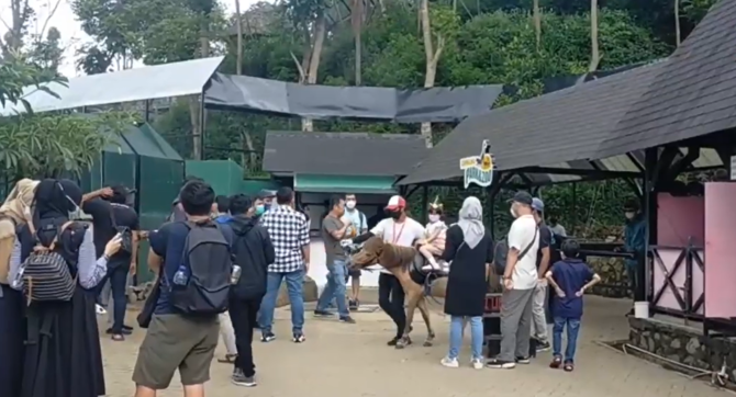 kuda terjebak banjir di lembang park zoo