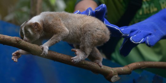 Pelepasan Kukang Jawa di Taman Nasional Halimun Salak