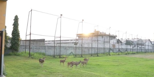 Konglomerat Ini Punya Peternakan 9 Hektare, Hewan Diternak Cuma Buat Pakan Harimau