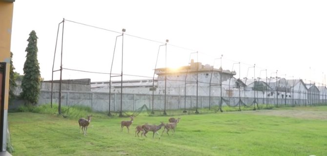 potret koleksi binatang konglomerat andry