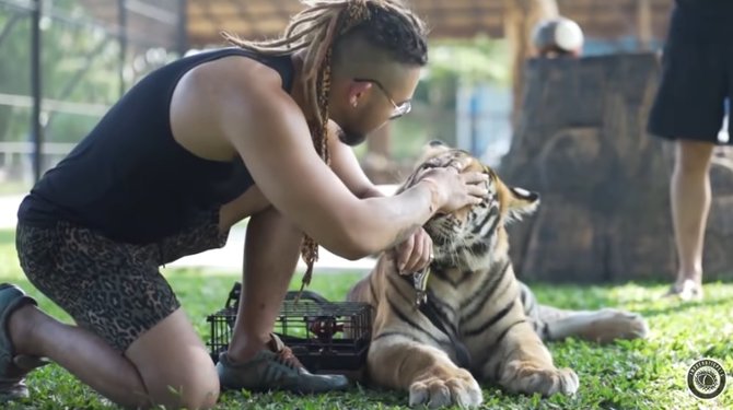 potret koleksi binatang konglomerat andry