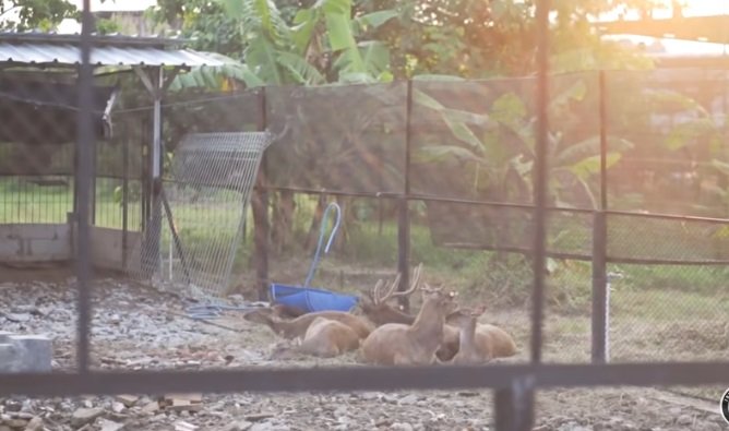 potret koleksi binatang konglomerat andry