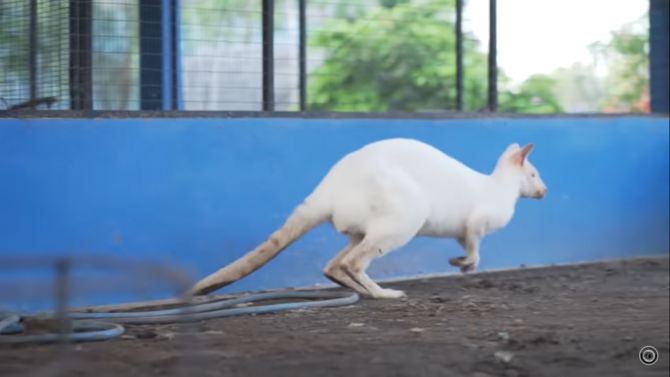 konglomerat ini pelihara kuda rusa di lahan 9 h