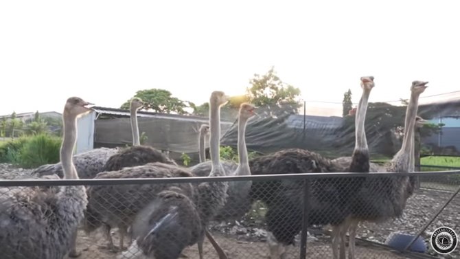 potret koleksi binatang konglomerat andry