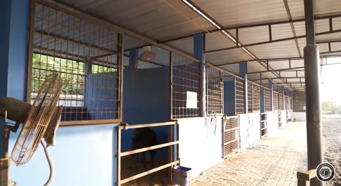 potret koleksi binatang konglomerat andry