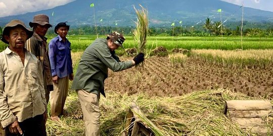 Potret Jenderal Polri Panen Padi, Turun Langsung ke Sawah bareng Anak Istri