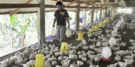 BRGM Ingin Bangun Sentra Pakan Ternak dari Bahan Sagu, Begini Penjelasannya
