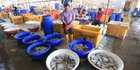 Wagub DKI Sebut Ikan di Teluk Jakarta Tak Terkontaminasi Parasetamol