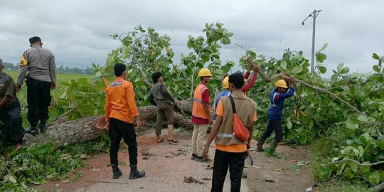 Angin Kencang Tumbangkan Pohon di Bireuen, Pengendara Motor Tewas Tertimpa