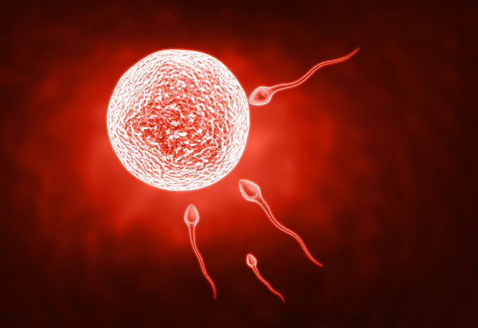 Proses Pembentukan Sperma Berikut Penjelasan Lengkapnya