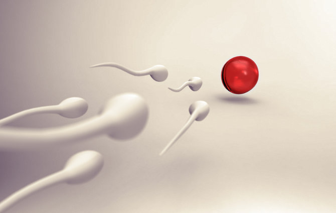 Proses Pembentukan Sperma Berikut Penjelasan Lengkapnya