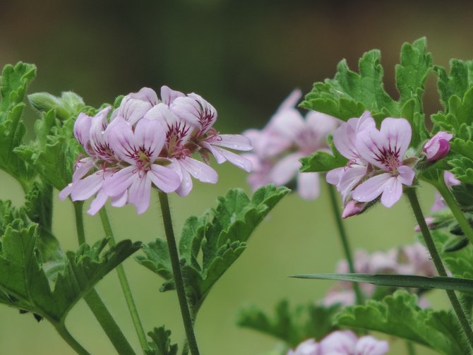 ilustrasi geranium berdaun wangi