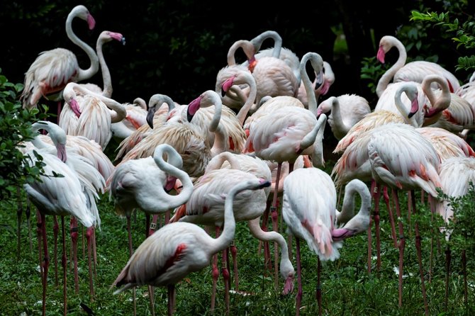 danau burung flamingo di hongkong