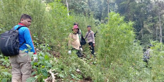 Polisi Dalami Keberadaan Ladang Ganja di Jayawijaya Papua