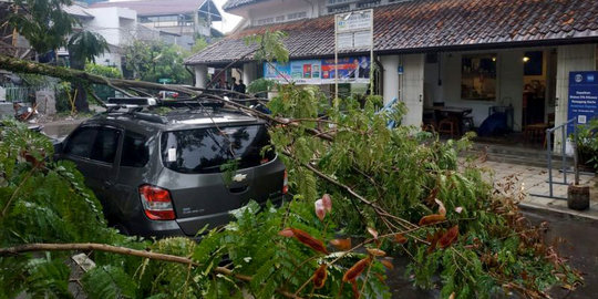 Hujan Deras dan Angin Kencang Tumbangkan 7 Pohon di Bandung