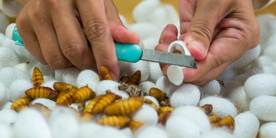 Kepompong Ulat Sutra Jadi Bahan Dasar Pembuatan Makanan Kucing