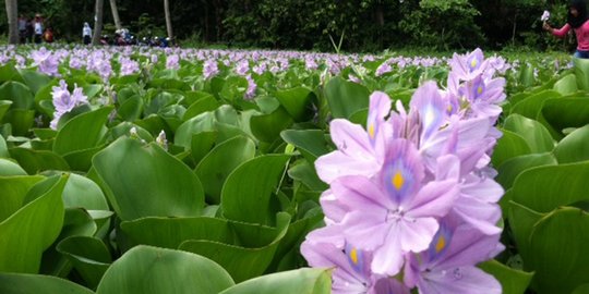 5 Manfaat Eceng Gondok bagi Kesehatan, Obati Sakit Gigi hingga Redakan Maag