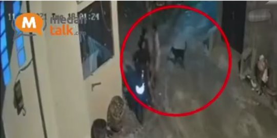 Viral Aksi Penculikan Anjing di Medan Terekam CCTV, Pemilik Buka Sayembara
