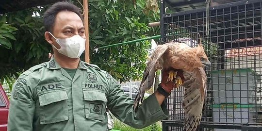 BBKSDA Jabar Evakuasi 52 Hewan Dilindungi yang Dipelihara Warga
