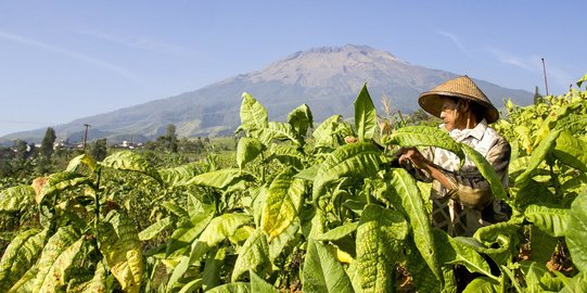 Meneropong Dampak Kenaikan Cukai ke Pekerja Industri Hasil Tembakau