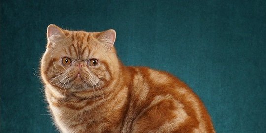 Biaya Steril Kucing, Beserta Manfaat dan Syaratnya yang Penting Diketahui