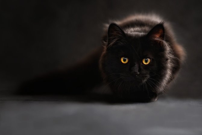 ilustrasi kucing hitam