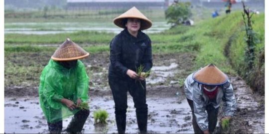 Aksi Puan Tanam Padi Saat Hujan Dikritik, PDIP Anggap Wajar Mendekati Pemilu 2024