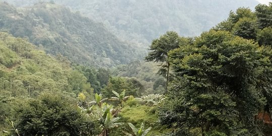 2.000 Hektare Hutan Aceh Rusak Akibat Tambang Emas Ilegal, Bencana Ekologi Mengintai