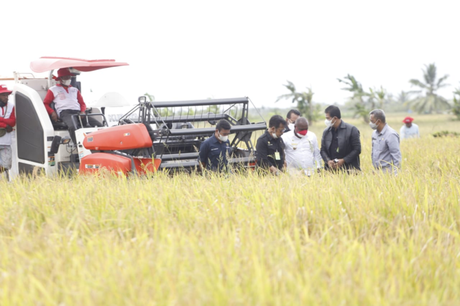 mentan syahrul yasin limpo tinjauh persawahan